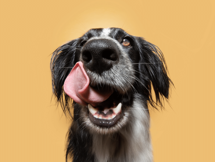 Waarom Heeft Mijn Hond Altijd Honger Lees De Oorzaken Hier