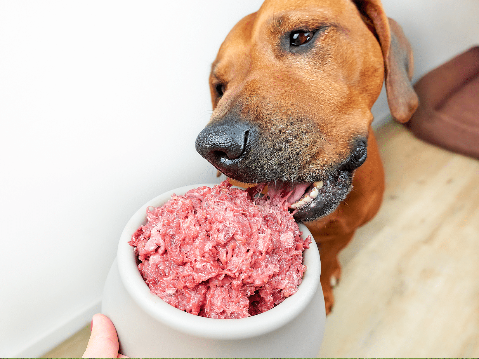 Hoeveel vlees mag een hond eten per dag?