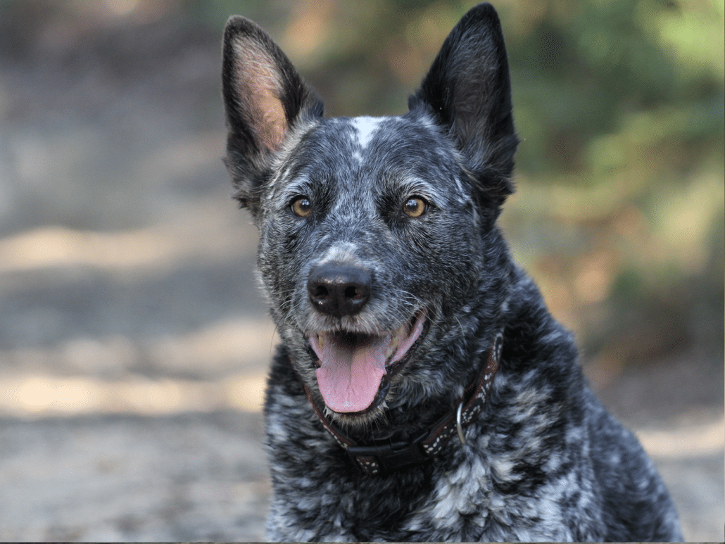 Australische Stumpy Tail Cattle Dog - loyaal, hardwerkend & sterk
