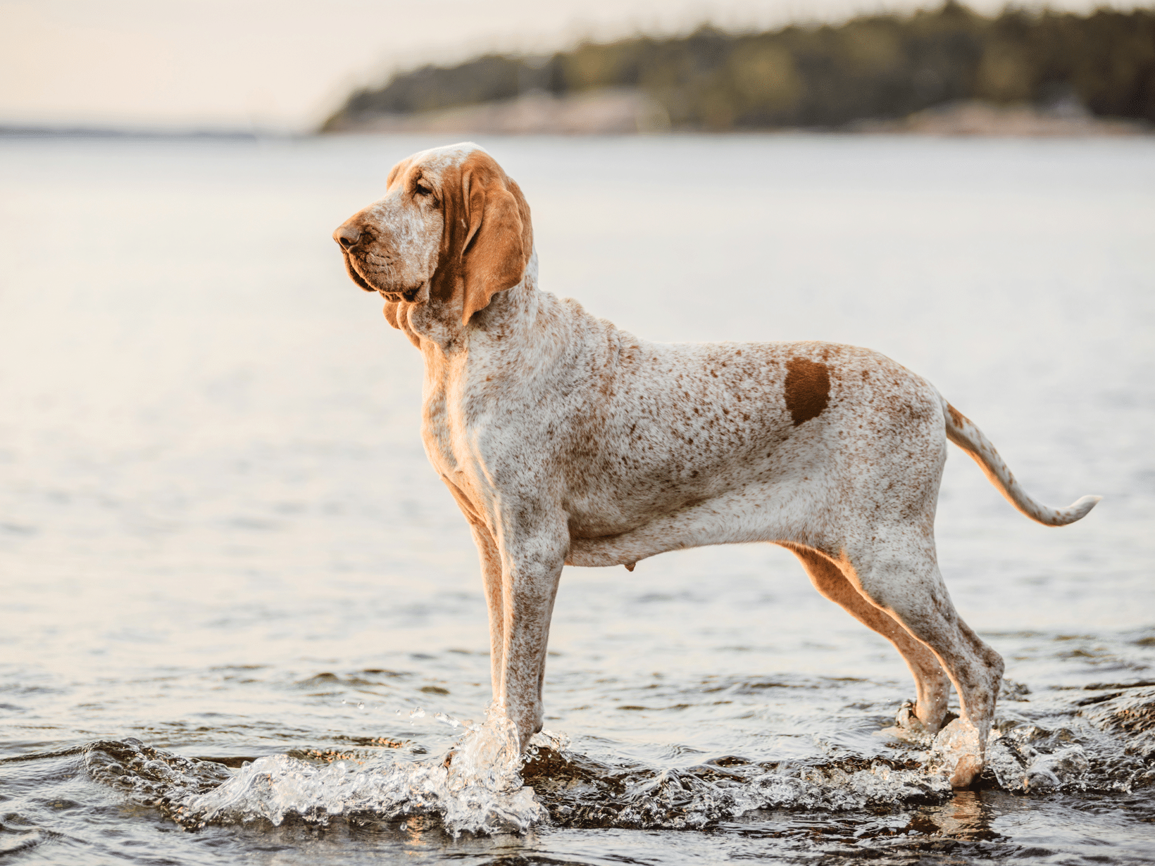 Bracco Italiano