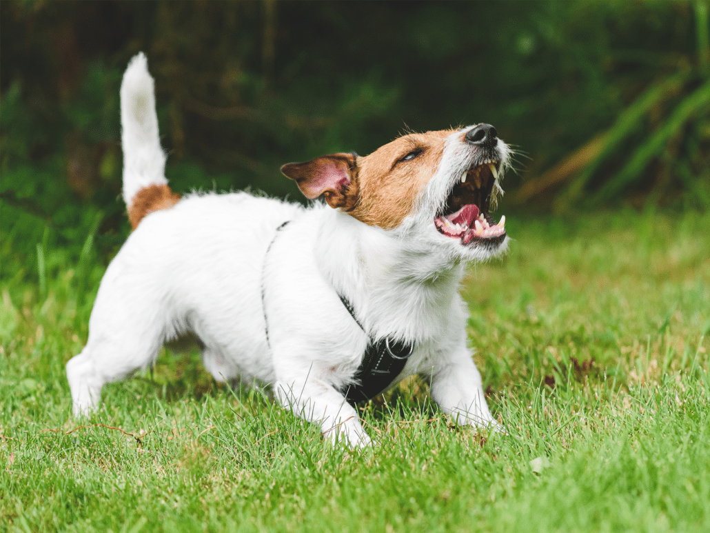 Hoe lang mag een hond blaffen?