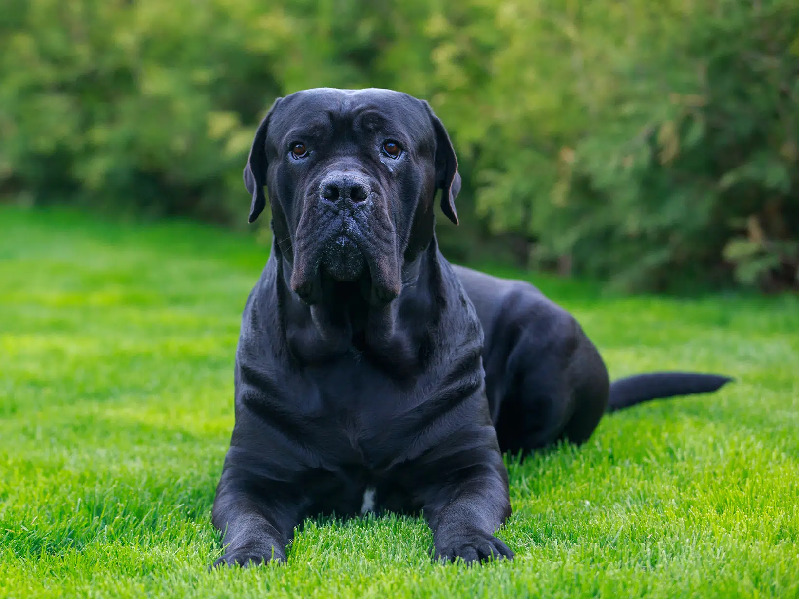 Cane Corso