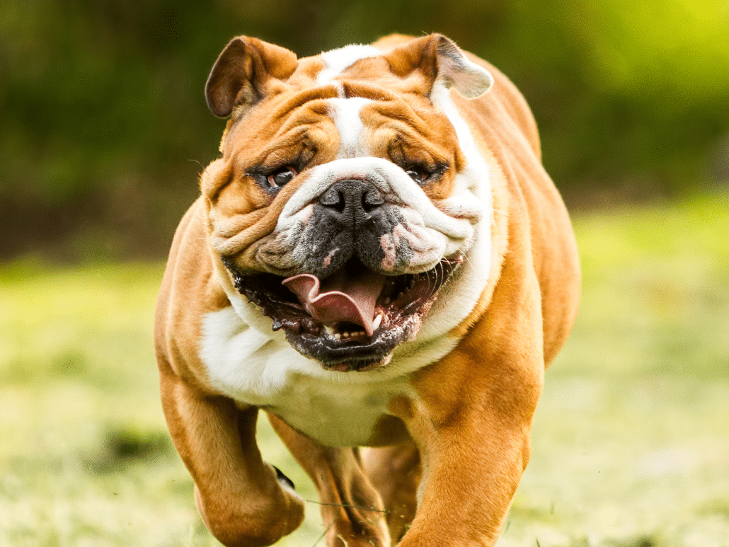 Alles over Engelse Bulldoggen, kenmerken &