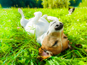 Hoe lang mag een hond in de zon liggen?