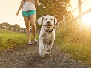 Hoe lang mag een hond lopen?