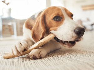 Hoe lang mag een hond op bot kauwen?