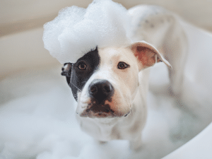 Hoe vaak mag een hond in bad?