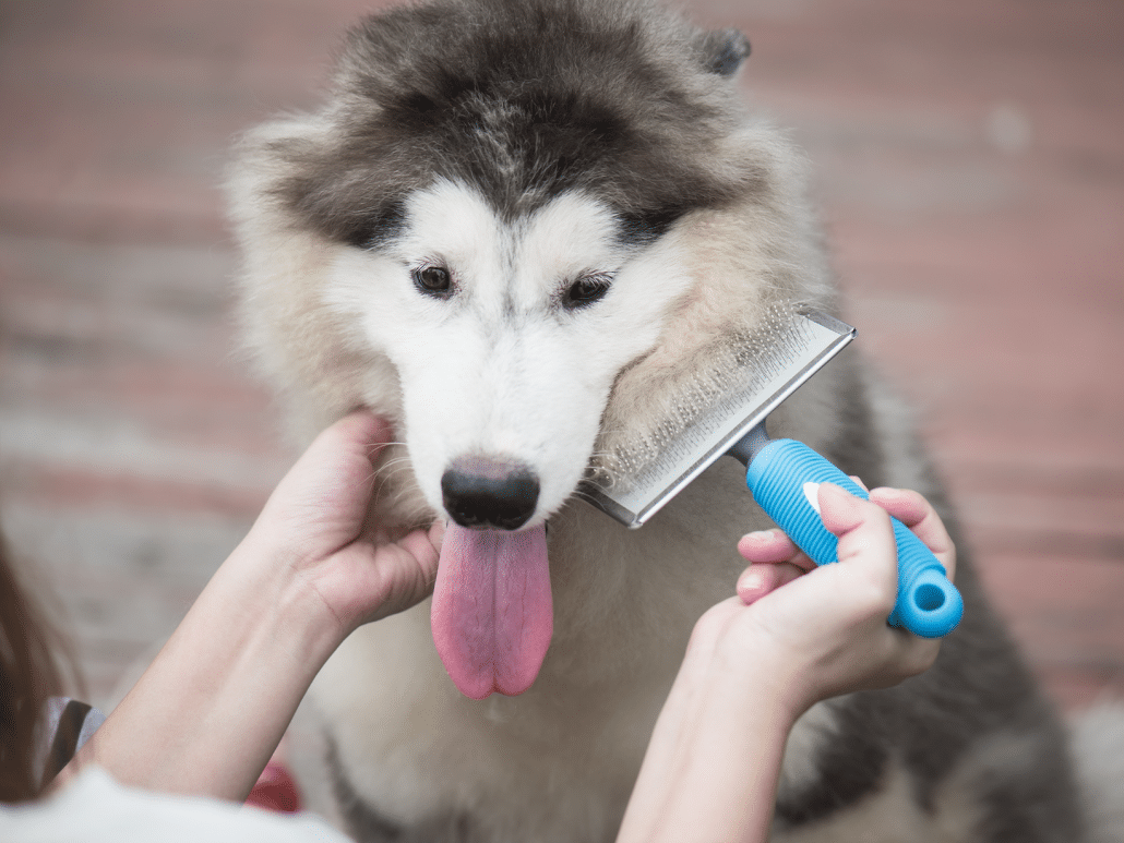 Hoe vaak mag je een hond kammen?