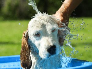 Hoe vaak mag je een hond wassen?