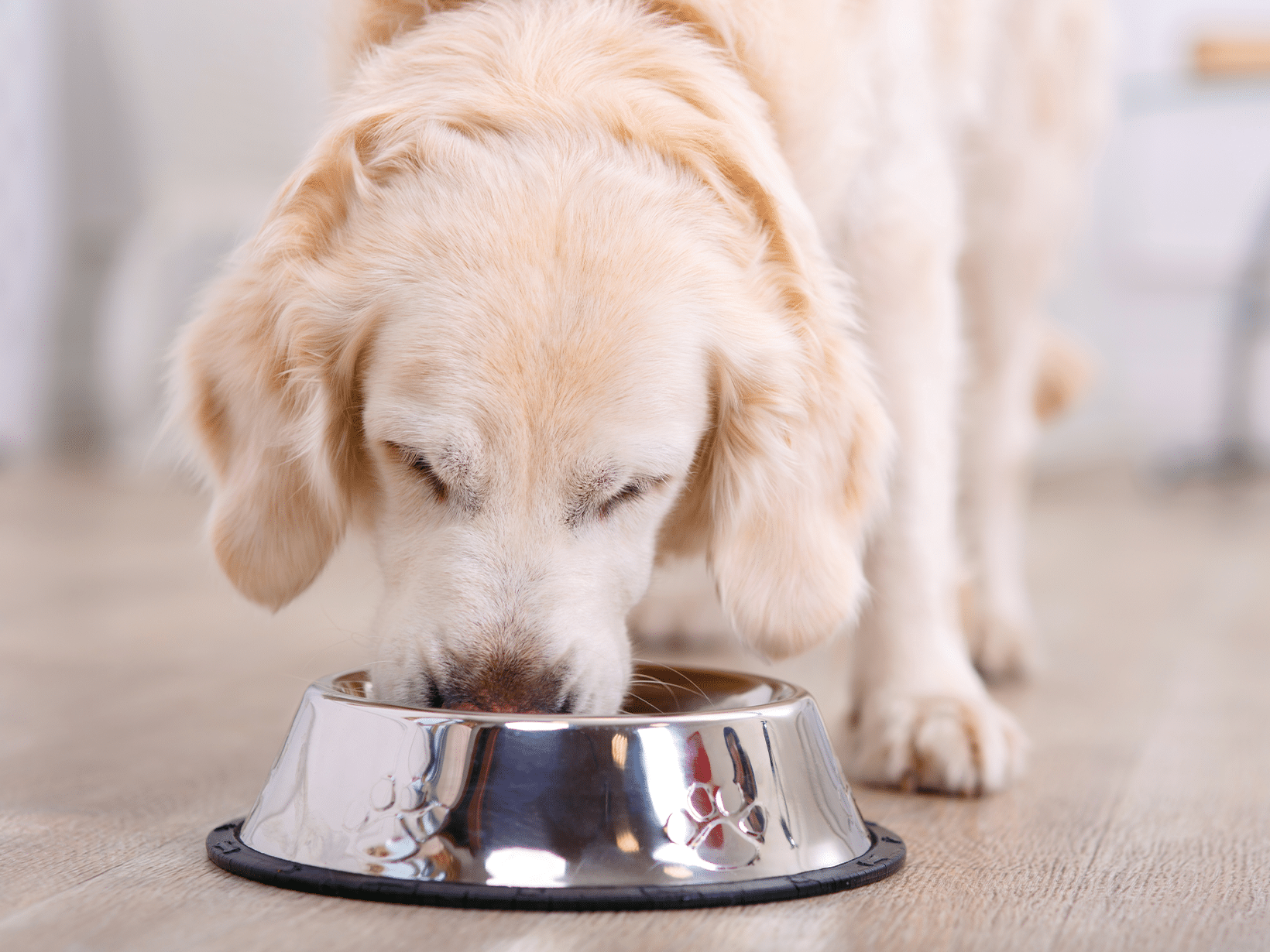 Hoeveel mag een hond eten per dag?