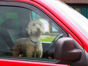 Mag een hond alleen in de auto blijven?
