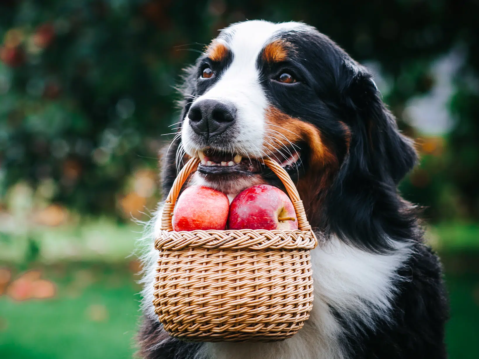 Mag een hond appelmoes?
