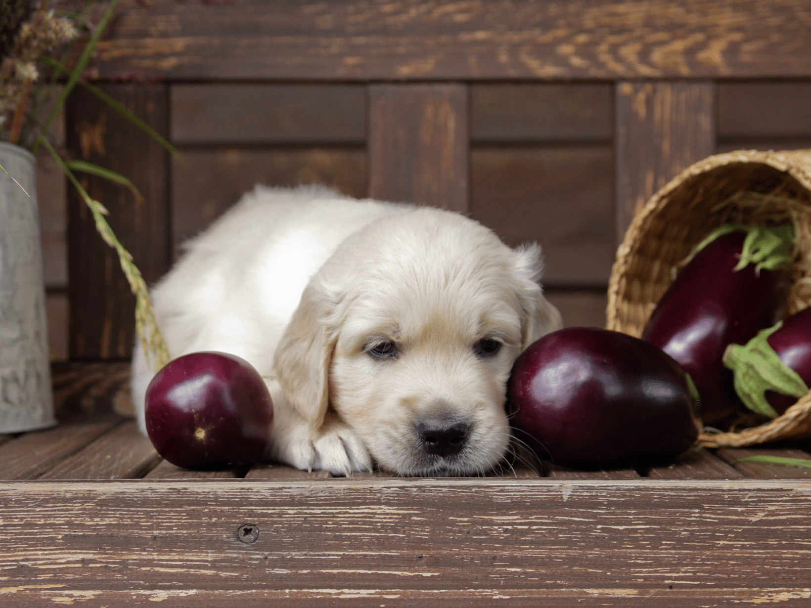 Mag een hond aubergine eten?