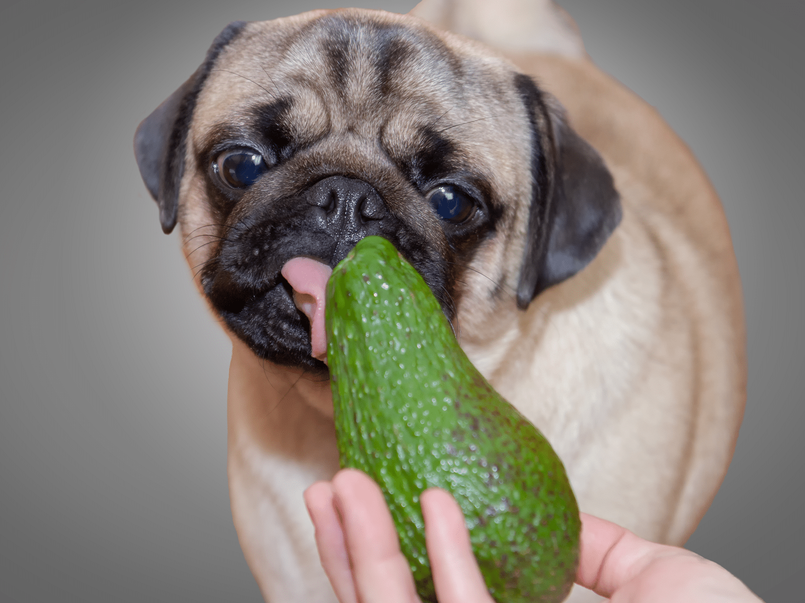 Mag een hond avocado?