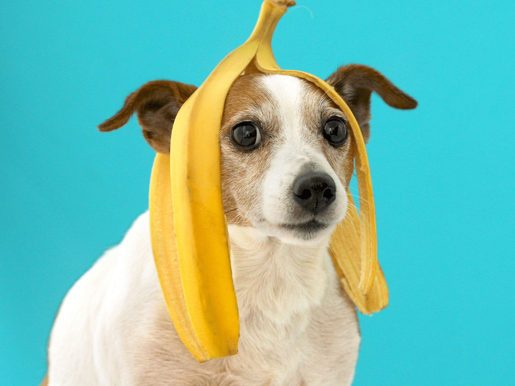 Mag een hond bananenschil eten?