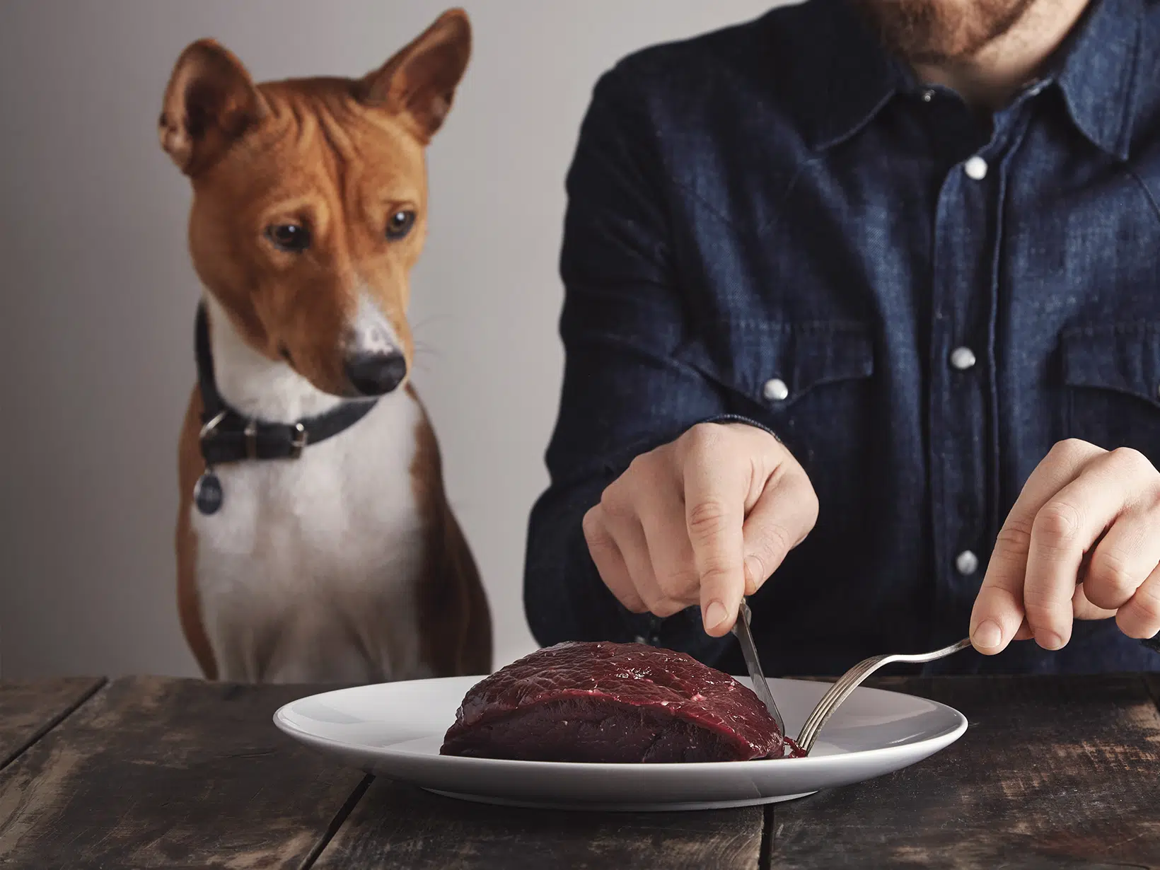 Mag een hond biefstuk eten?