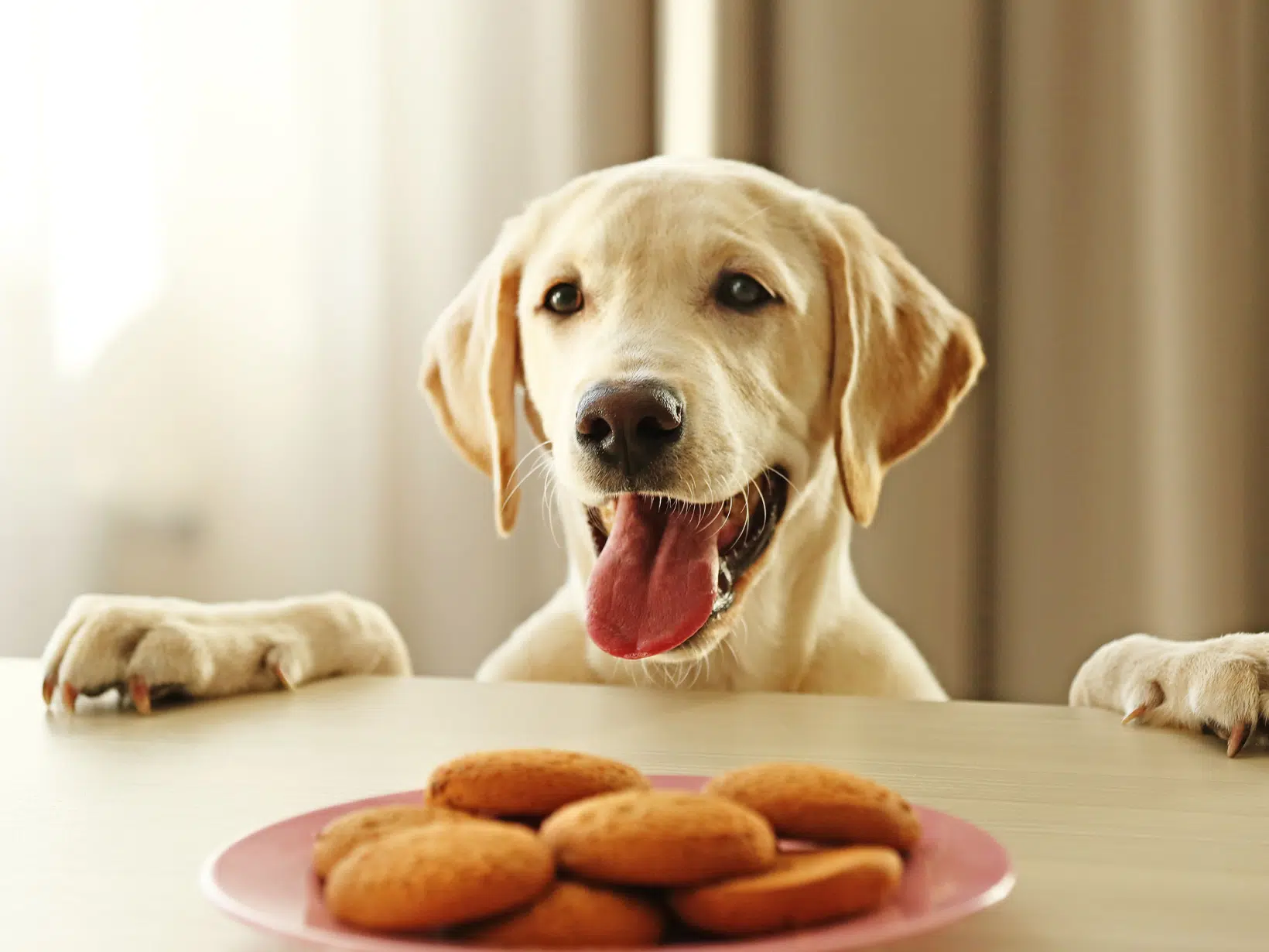 Mag een hond biscuit?