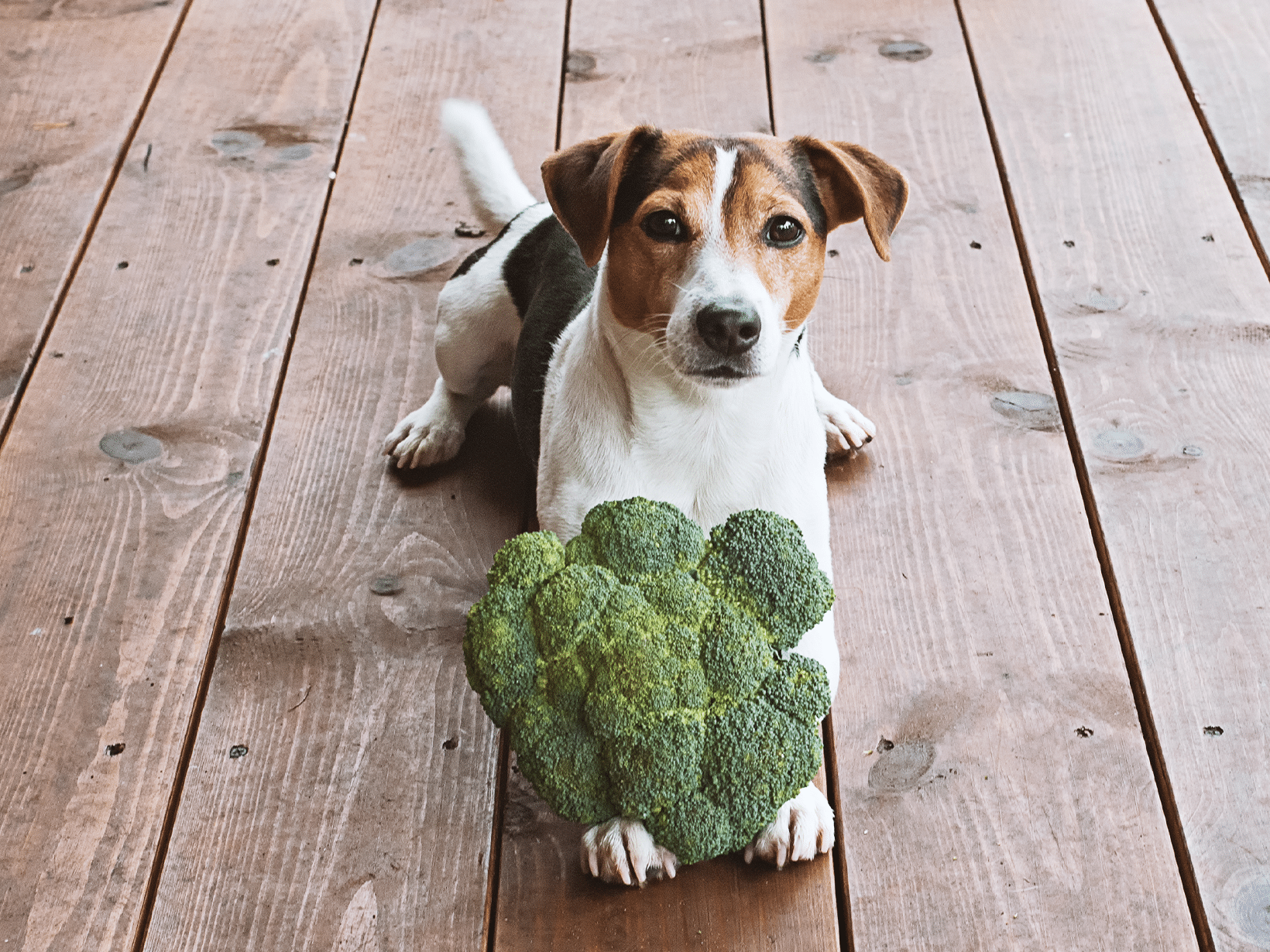 Mag een hond broccoli?