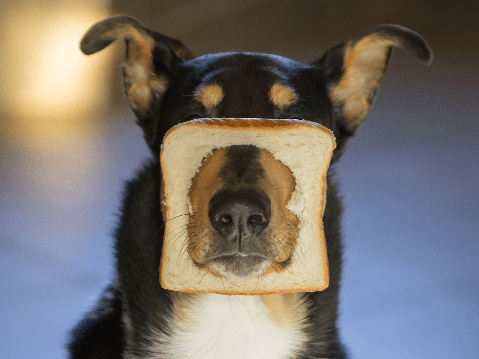 Mag een hond brood?