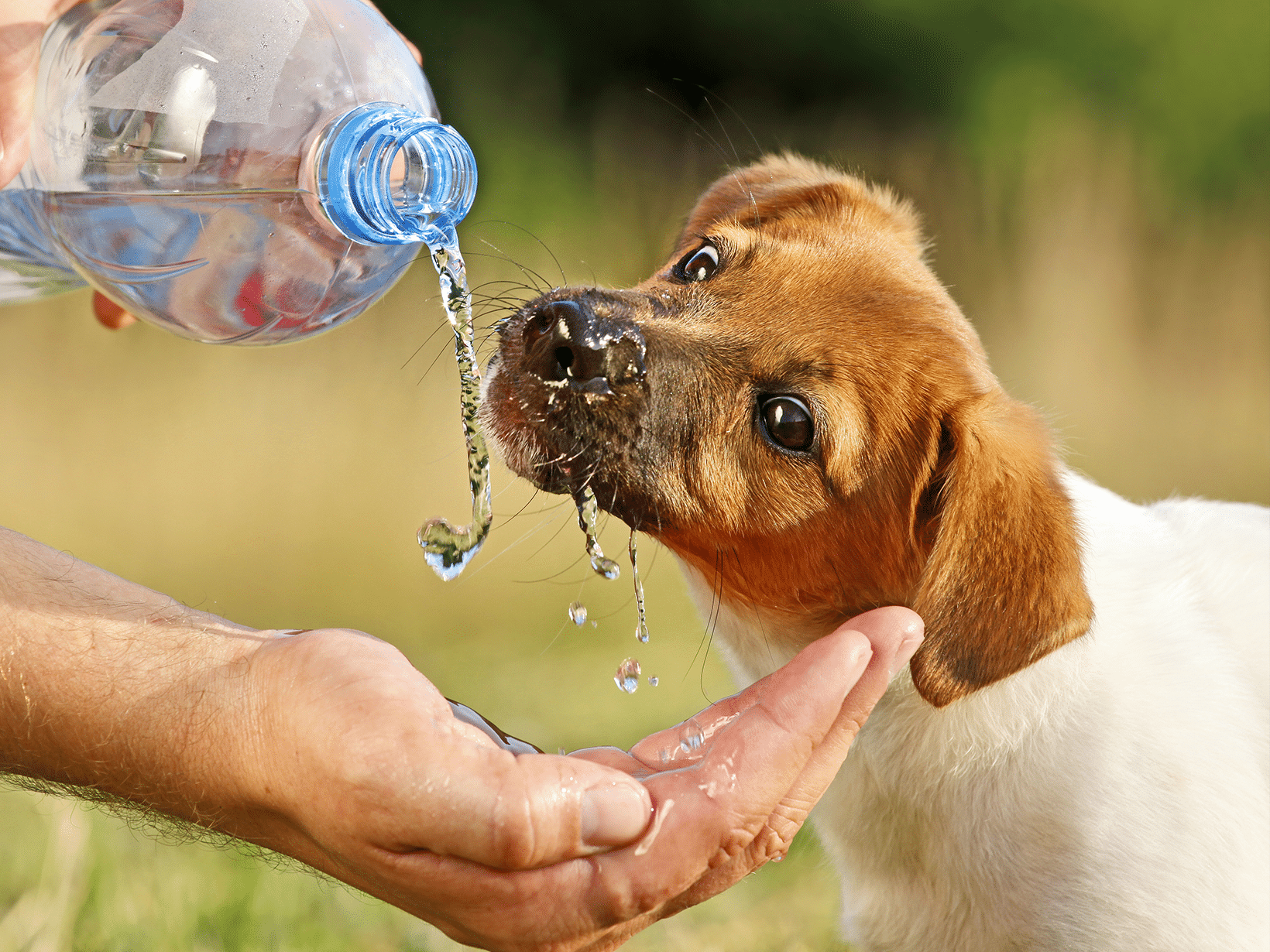 Mag een hond bruiswater drinken?