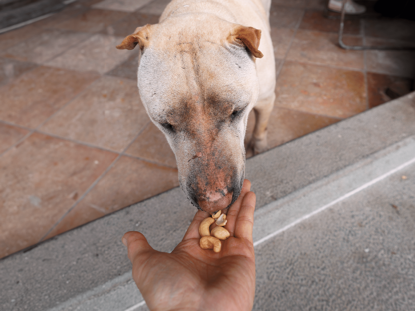 Mag een hond cashewnoten?