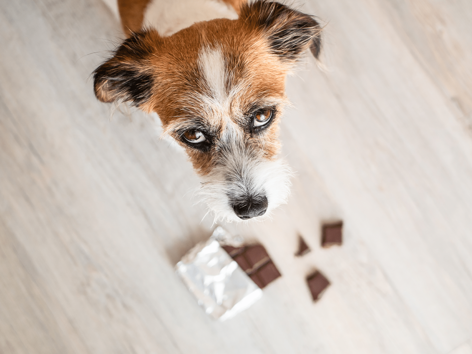 Mag een hond chocolade?