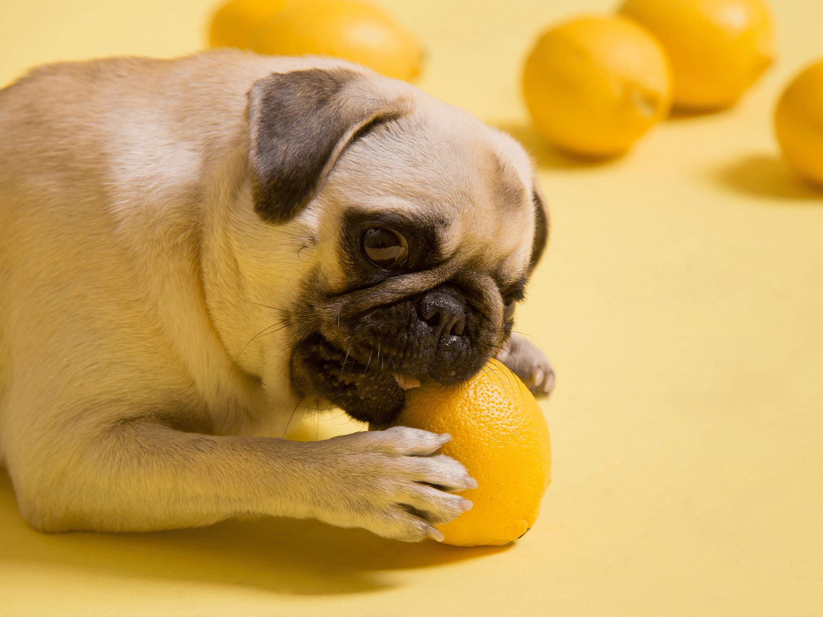 Mag een hond citroen?