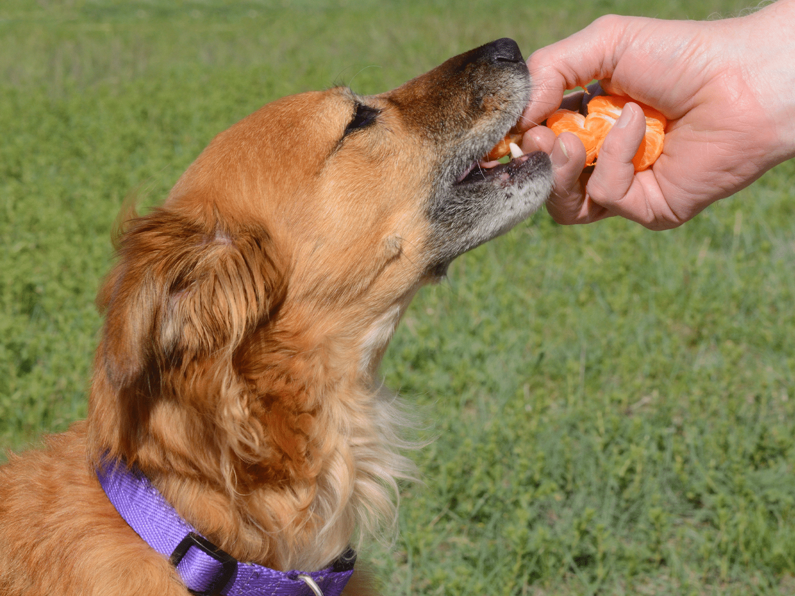 Mag een hond clementines eten?