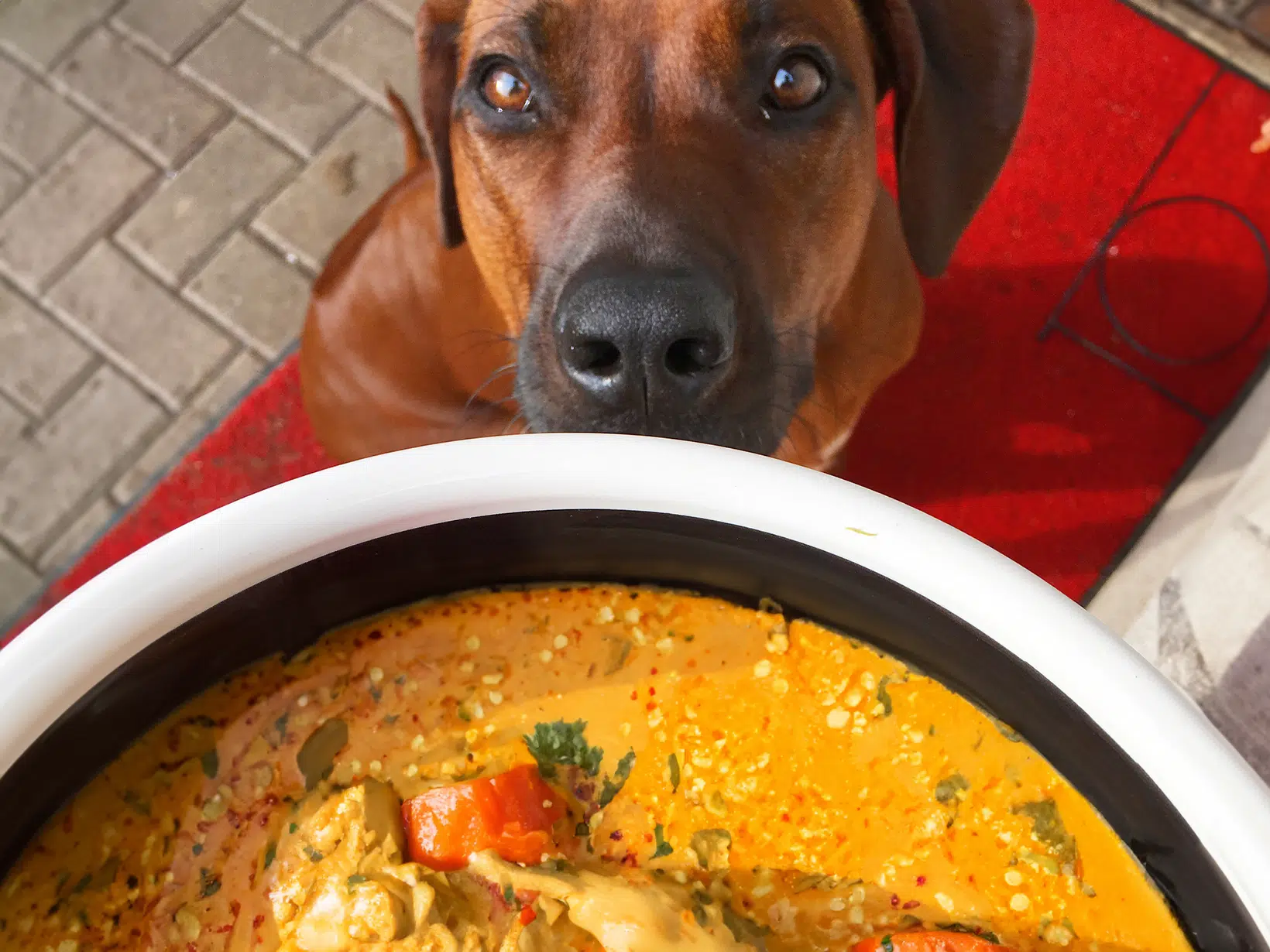 Mag een hond curry eten?