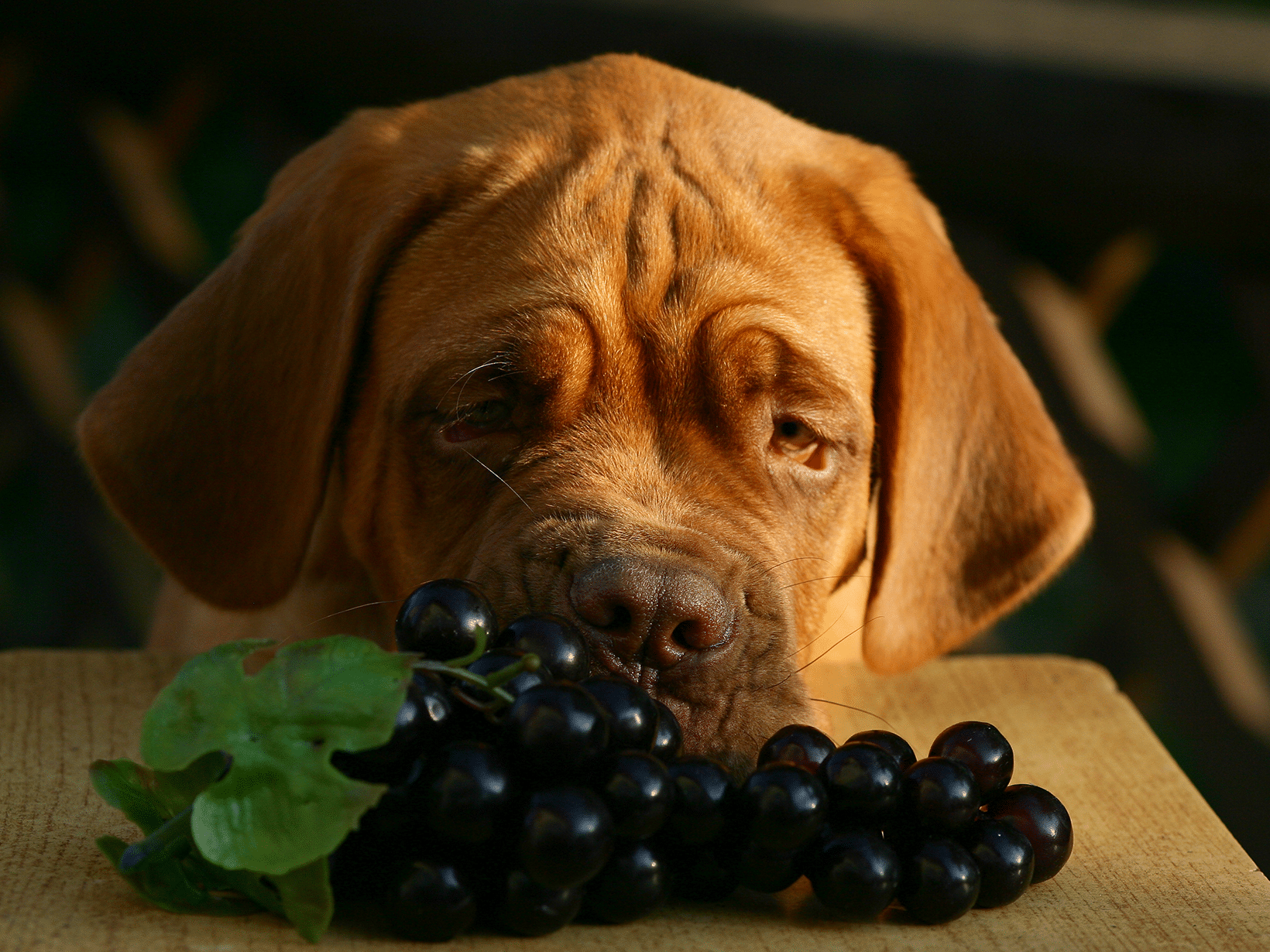 Mag een hond druiven?