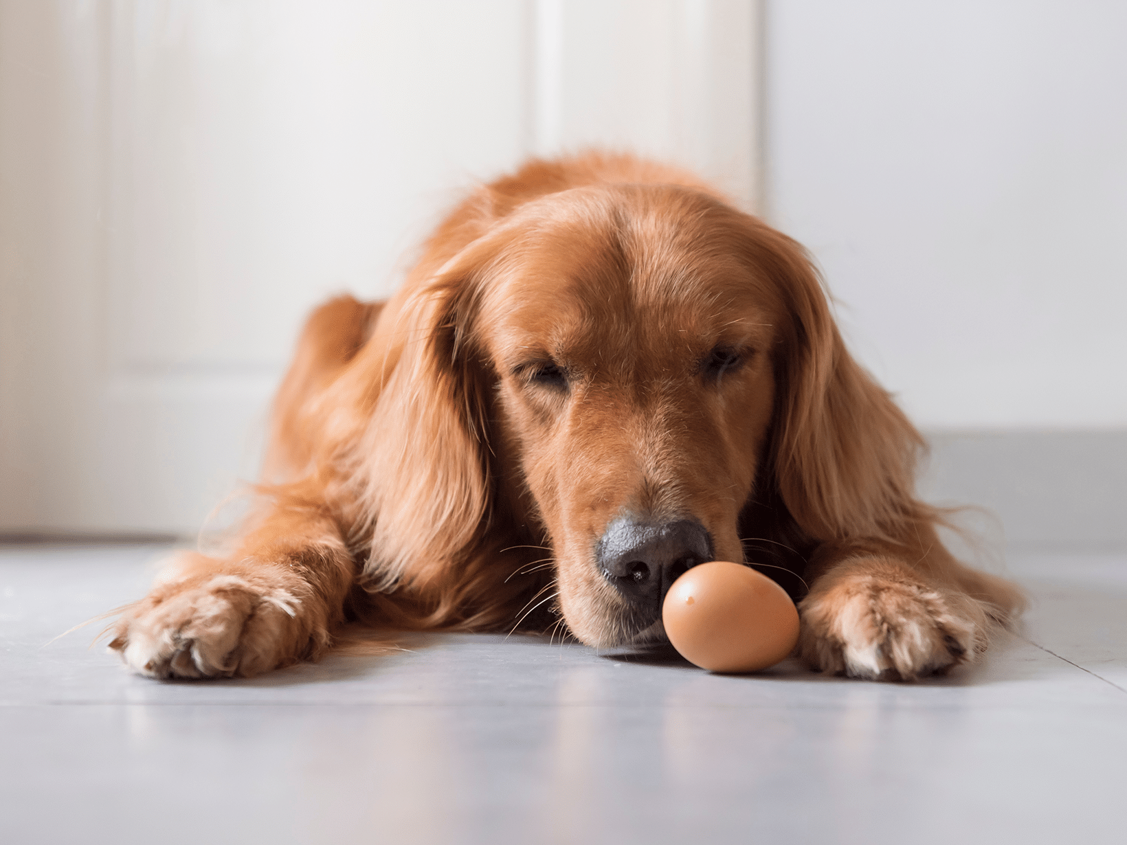 Mag een hond een gekookt ei?
