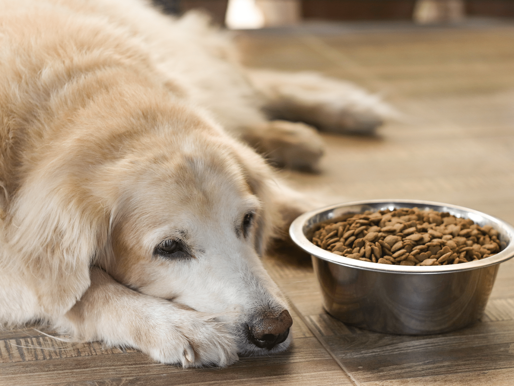 Mag een hond eten voor euthanasie?