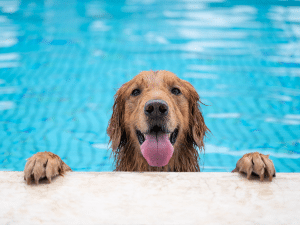 Mag een hond zwemmen in chloor?