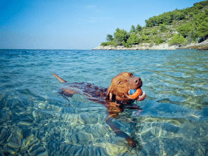Mag een hond zwemmen met warm weer?