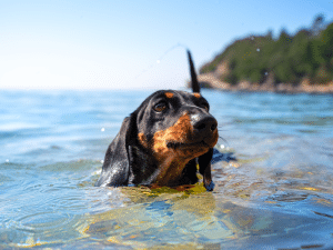 Mag een loopse hond zwemmen?