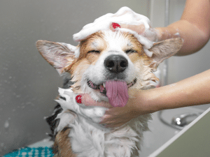 Mag je een hond wassen met babyshampoo?