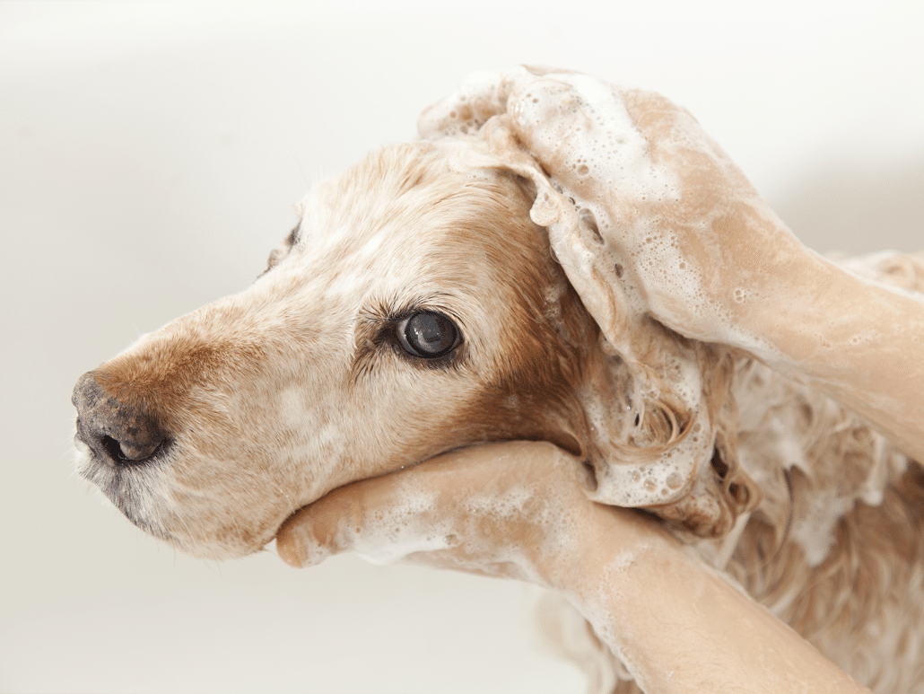 Mag je een hond wassen met gewone shampoo?