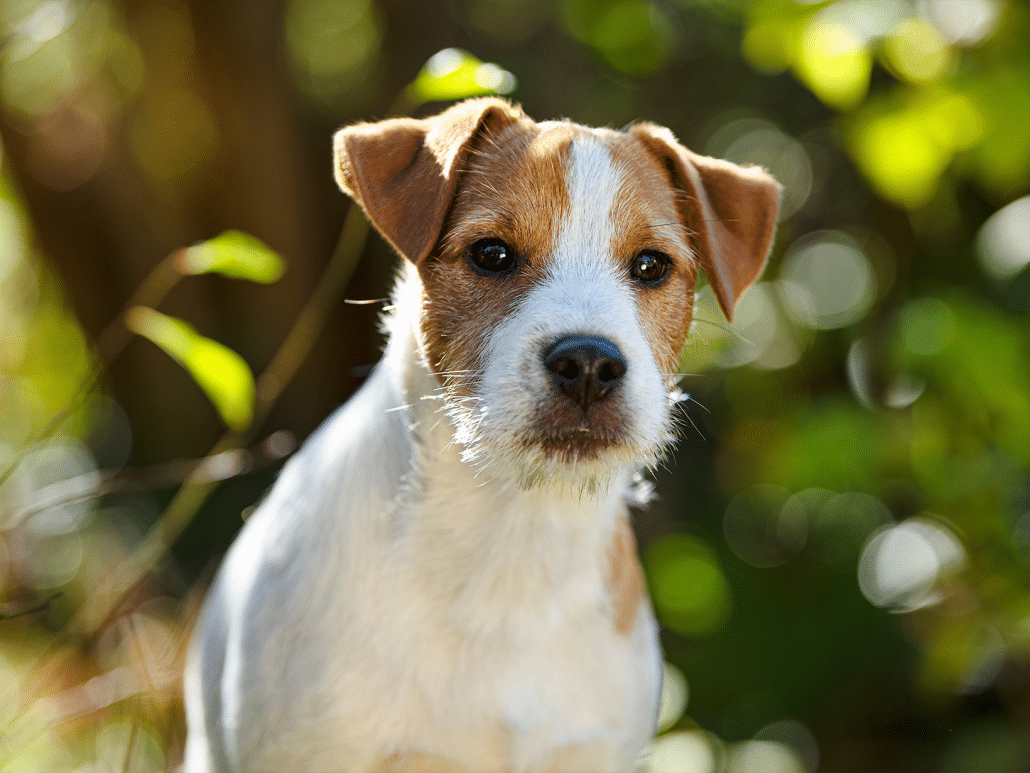 Parson Rusell Terrirer Parson Russell Terrier: energiek, slim & speels