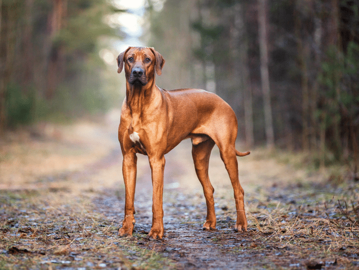 Rhodesian Ridgeback: krachtige metgezel voor actieve gezinnen
