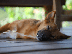 Vanaf welke leeftijd mag een hond buiten slapen?