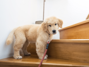Vanaf welke leeftijd mag een hond trappen lopen?