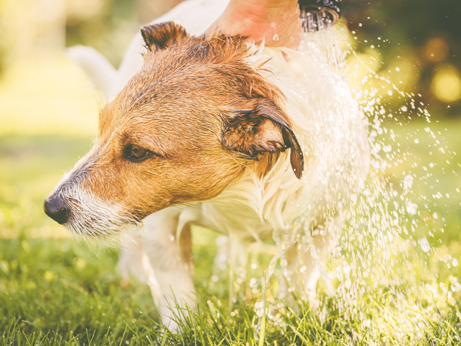 Waarom mag je een hond niet nat maken bij warm weer?