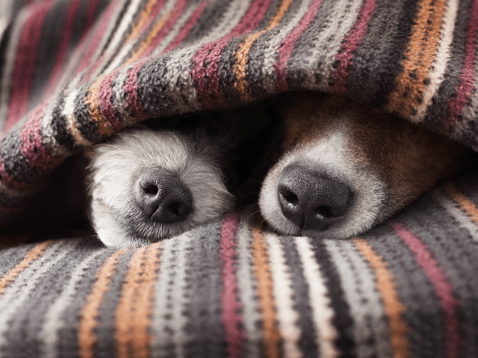 Wanneer mag je een hond dekken?