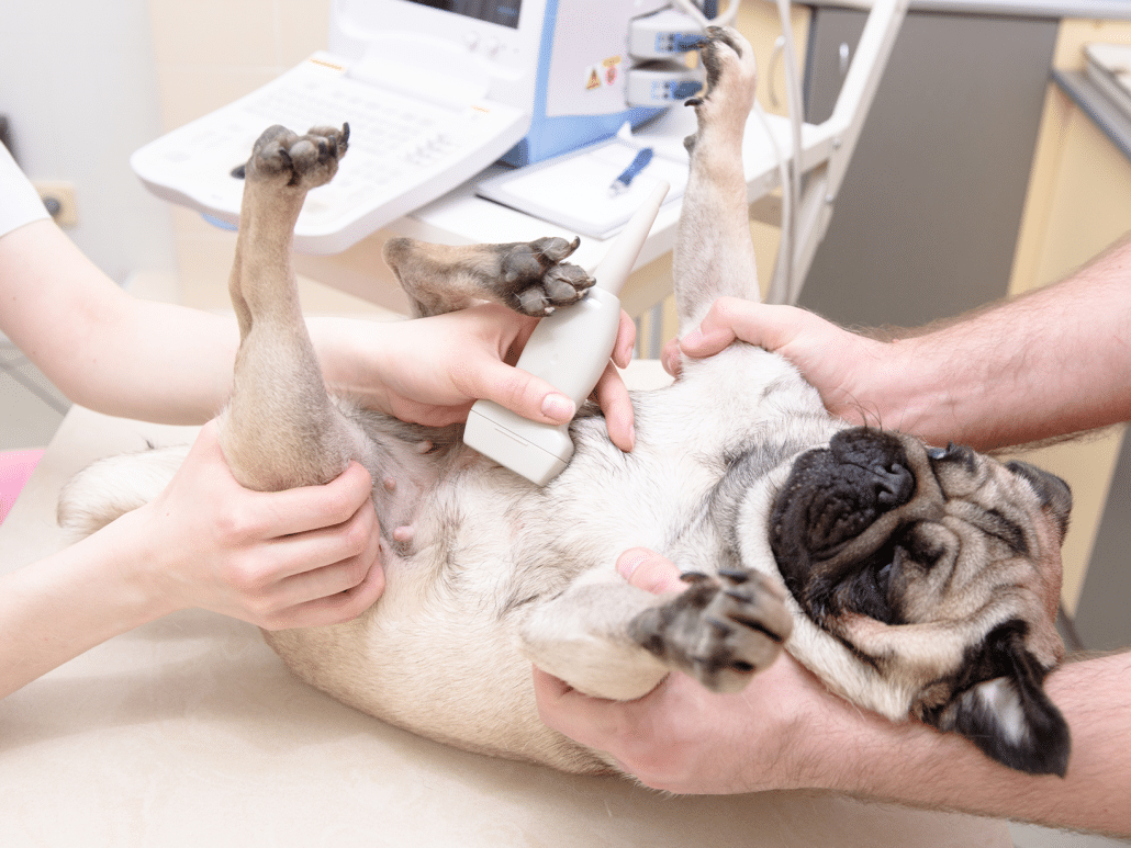 Wanneer mag een hond zwanger worden?