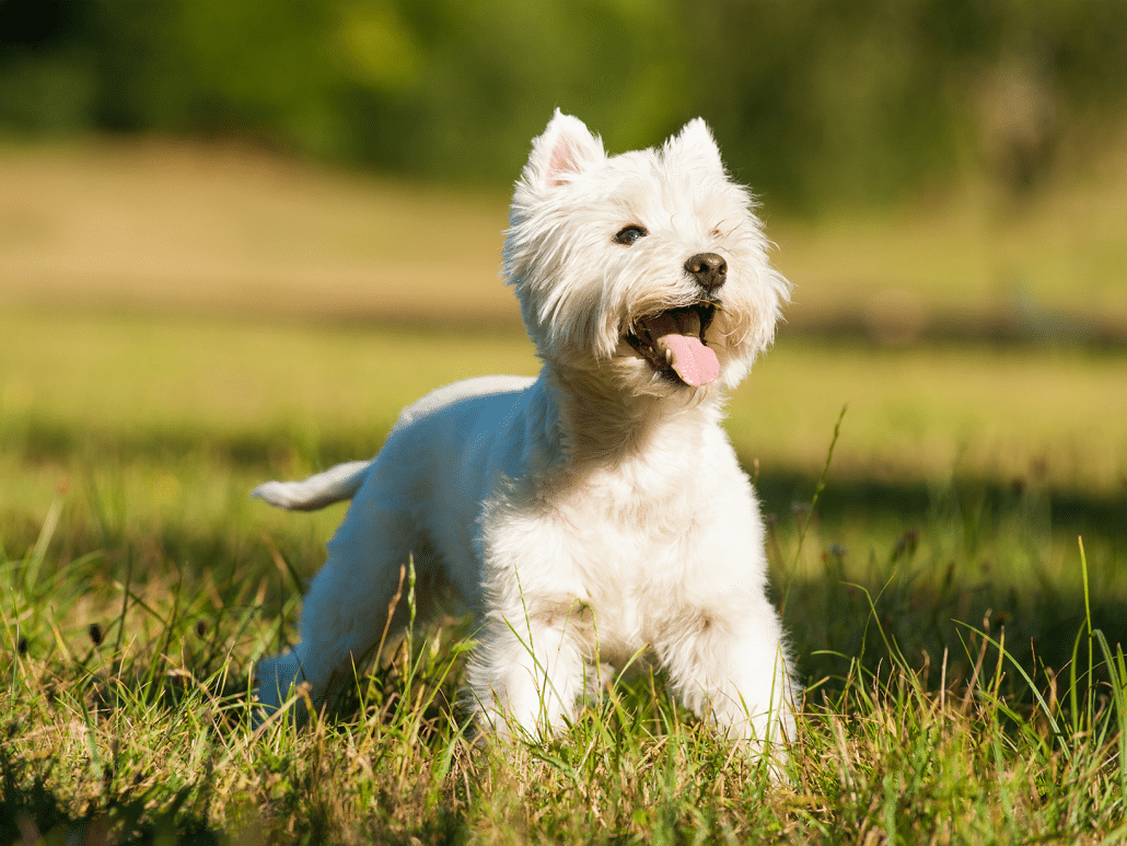 West Highland White Terrier: charmant & vriendelijk
