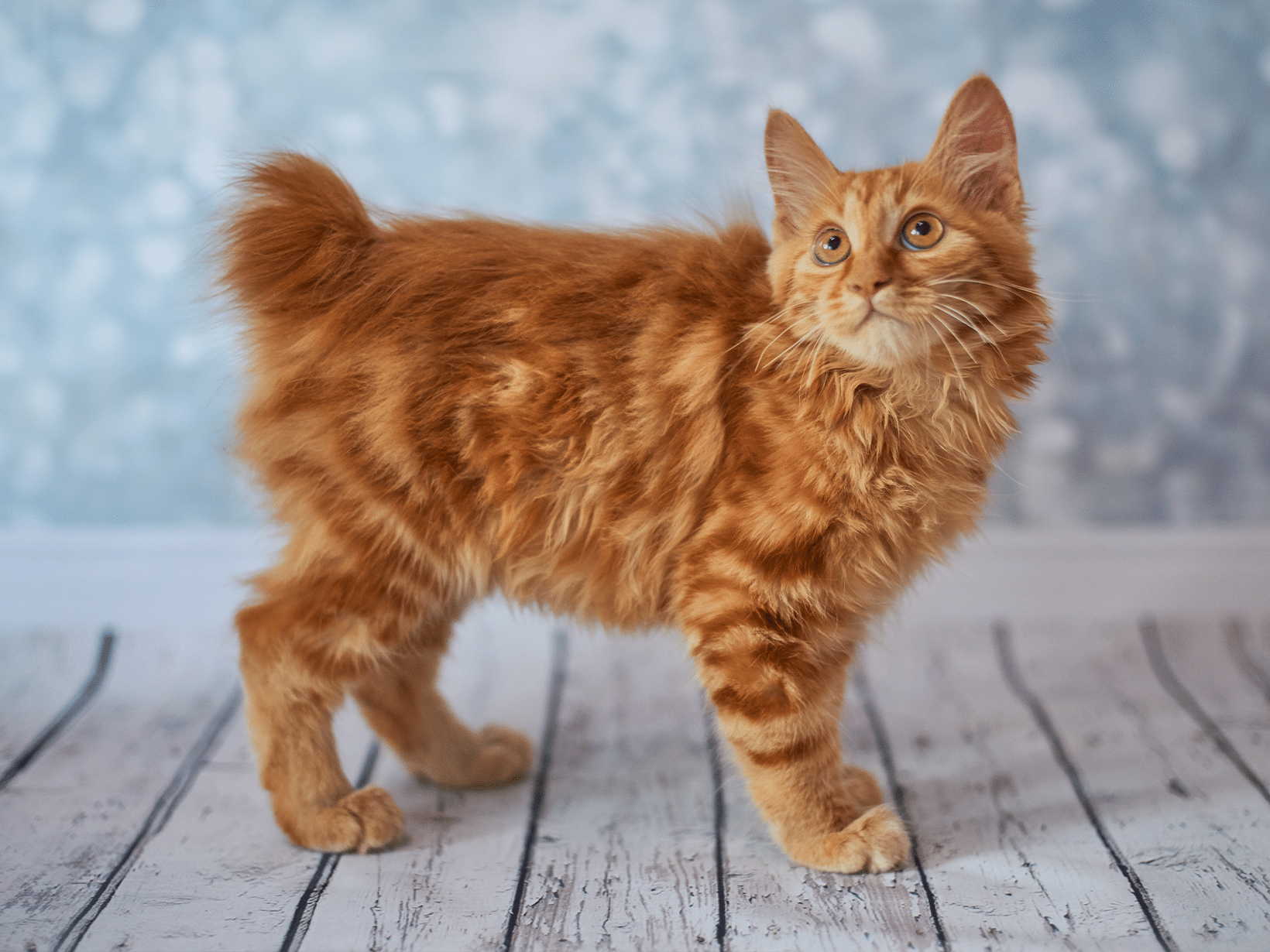 Amerikaanse Bobtail