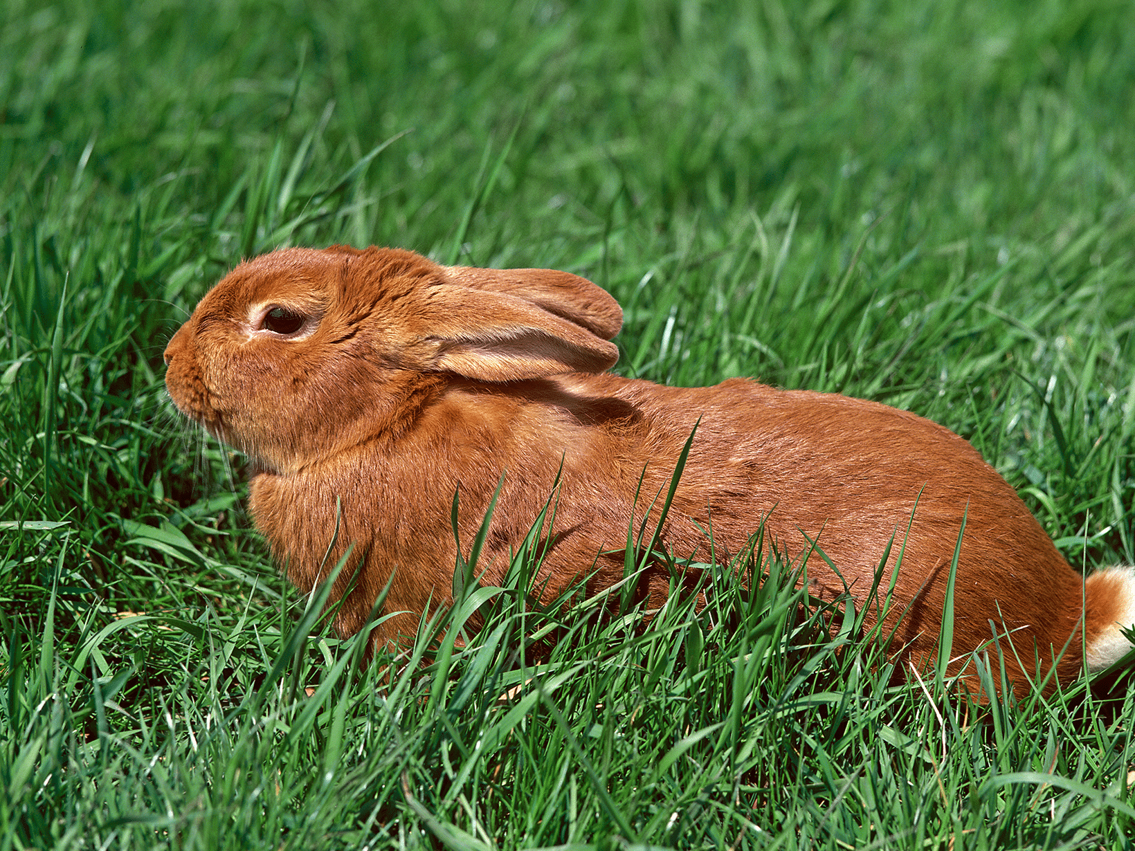 Gele van Bourgondië