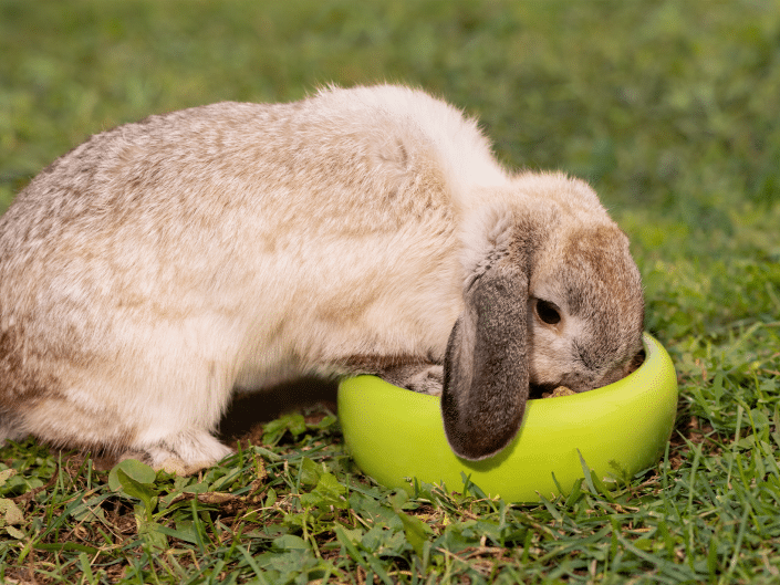Hoe vaak moet je een konijn eten geven? Ontdek de beste voeding