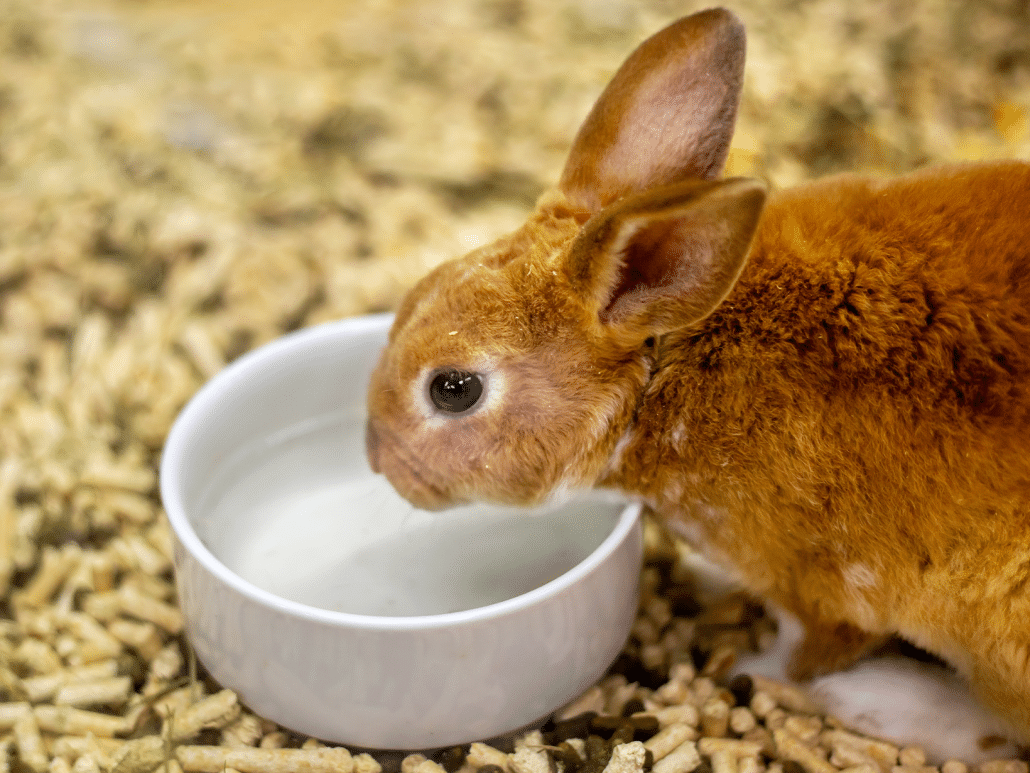 Hoelang kan een konijn zonder eten en drinken? Ontdek het hier!