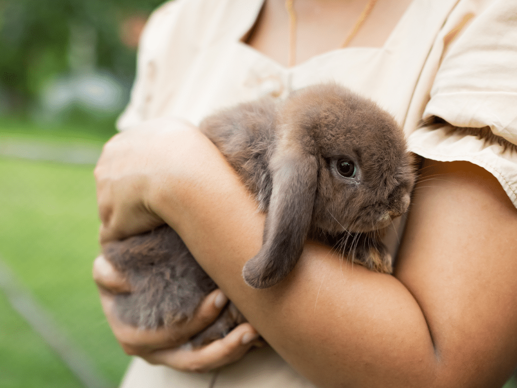 Ontdek: hoeveel aandacht heeft een konijn nodig? Leer meer!
